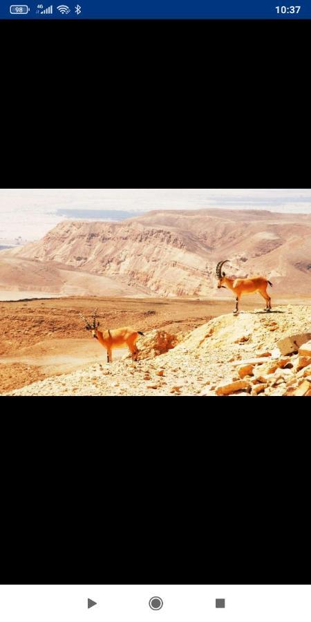 אלת המדברgoddess Of The Desert Be'er Ora المظهر الخارجي الصورة